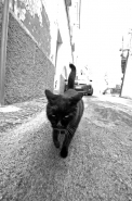 Nome File=Cat8325bn.jpg
Dimensione File=371KB
Dimensioni=598x900
Data aggiunta=Gen 30, 2012 Cat8325bn.jpg