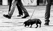 ErwDog9704bnt.jpg ErwDog9704bnt.jpg