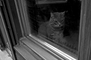 Nome File=catWindow6808R.jpg
Dimensione File=323KB
Dimensioni=900x598
Data aggiunta=Ago 08, 2011 catWindow6808R.jpg