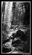 Nome File=foresta.jpg
Dimensione File=303KB
Dimensioni=478x800
Data aggiunta=Feb 20, 2008 foresta.jpg