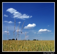 Filename=grano.jpg
Filesize=309KB
Dimensions=800x757
Date added=Feb 18, 2008 grano.jpg