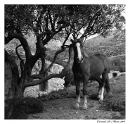 Cavallo.jpg Cavallo.jpg