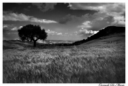 IMG_2225_copy.jpg