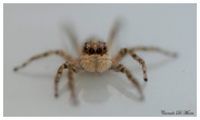 Nome File=SPYDER.jpg
Dimensione File=269KB
Dimensioni=878x526
Data aggiunta=Lug 28, 2008 SPYDER.jpg