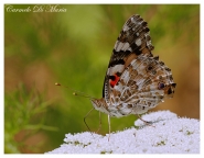 Nome File=butterfly.jpg
Dimensione File=327KB
Dimensioni=720x561
Data aggiunta=Lug 06, 2008 butterfly.jpg