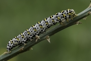 caterpillar_2.jpg