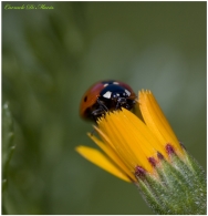 Nome File=coccinella.jpg
Dimensione File=293KB
Dimensioni=861x892
Data aggiunta=Mar 15, 2009 coccinella.jpg