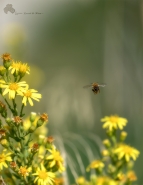 flying_bee.jpg