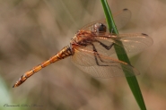 Nome File=libellula.jpg
Dimensione File=367KB
Dimensioni=900x600
Data aggiunta=Mag 09, 2010 libellula.jpg