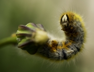 Nome File=macro_explosion.jpg
Dimensione File=238KB
Dimensioni=900x694
Data aggiunta=Mag 05, 2015 macro_explosion.jpg