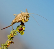 macrocomposizione.jpg macrocomposizione.jpg