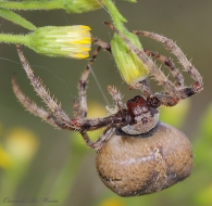 spider-2.jpg spider-2.jpg