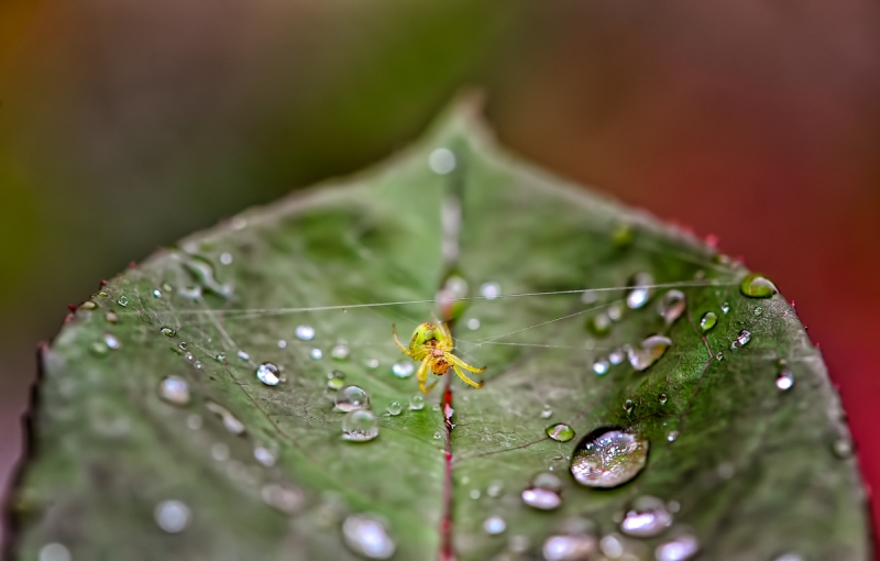 Clicca per l'immagine full size