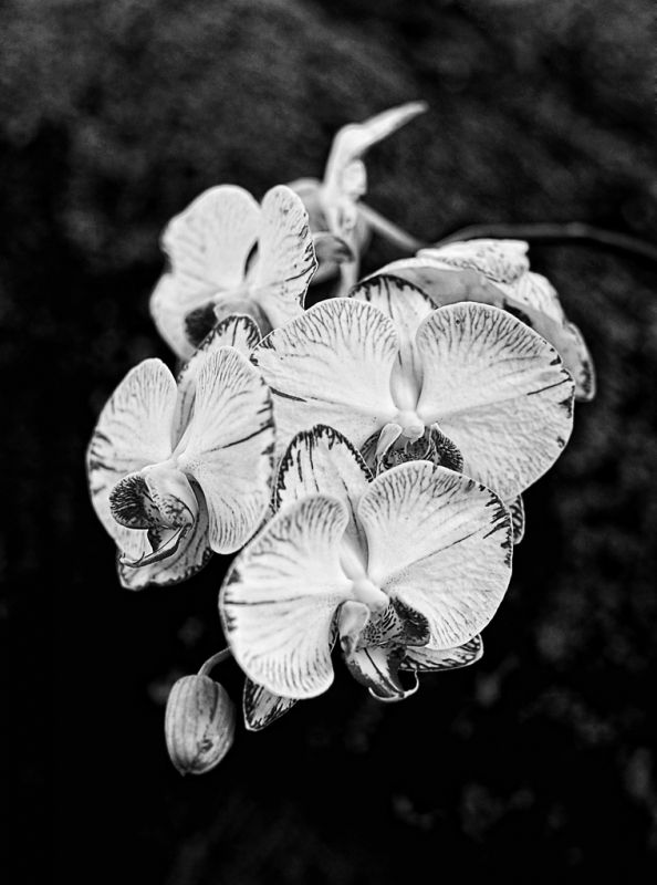 Clicca per l'immagine full size