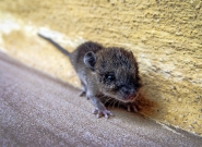 Nome File=20070320-Baby_Mouse.jpg
Dimensione File=516KB
Dimensioni=1200x881
Data aggiunta=Mar 07, 2019 20070320-Baby_Mouse.jpg