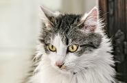 Nome File=20180630-_DSC1249-Edit-Edit-2.jpg
Dimensione File=306KB
Dimensioni=1200x787
Data aggiunta=Lug 04, 2019 20180630-_DSC1249-Edit-Edit-2.jpg