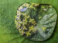 Nome File=20190721-Green-Edit.jpg
Dimensione File=374KB
Dimensioni=1200x908
Data aggiunta=Lug 21, 2019 20190721-Green-Edit.jpg