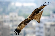 Nome File=Urban_Bird.jpg
Dimensione File=107KB
Dimensioni=1020x679
Data aggiunta=Gen 08, 2010 Urban_Bird.jpg