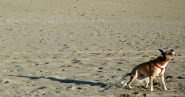 canino.jpg canino.jpg