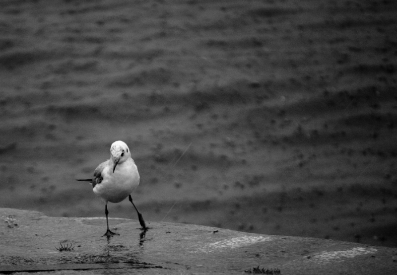 Clicca per l'immagine full size