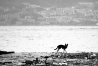 Nome File=lupo_di_mare_(2_of_1).jpg
Dimensione File=224KB
Dimensioni=900x610
Data aggiunta=Feb 11, 2010 lupo_di_mare_(2_of_1).jpg