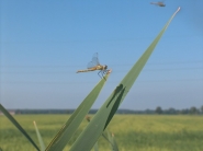 Nome File=libellula.JPG
Dimensione File=39KB
Dimensioni=534x400
Data aggiunta=Feb 20, 2008 libellula.JPG