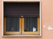 gatti.jpg