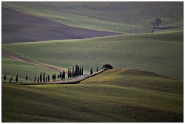 Cipressetti.jpg Cipressetti.jpg