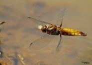 Nome File=libellula-7.jpg
Dimensione File=103KB
Dimensioni=900x644
Data aggiunta=Mar 11, 2008 libellula-7.jpg