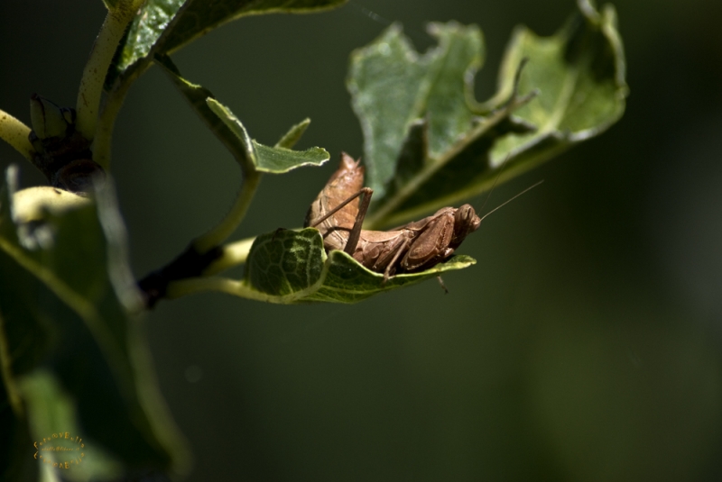 Clicca per l'immagine full size