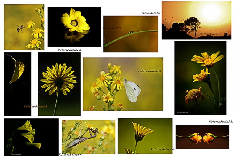 Clicca per l'immagine full size