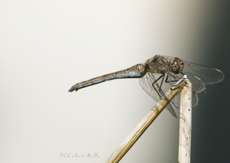 Clicca per l'immagine full size