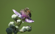 Apina_e_moschina____.jpg