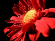 Nome File=Gerbera.JPG
Dimensione File=265KB
Dimensioni=800x600
Data aggiunta=Apr 23, 2008 Gerbera.JPG