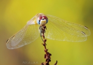 Sympetrum_striolatum.jpg Sympetrum_striolatum.jpg