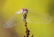 Sympetrum_striolatum.jpg