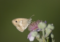 lycaena.jpg lycaena.jpg