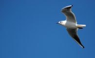 sorvolando1.jpg sorvolando1.jpg