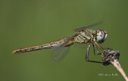 sympetrum.jpg sympetrum.jpg