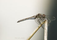 Nome File=sympetrum1.jpg
Dimensione File=233KB
Dimensioni=850x603
Data aggiunta=Mar 18, 2010 sympetrum1.jpg