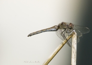 sympetrum1.jpg