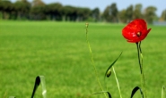 fiori_018.jpg