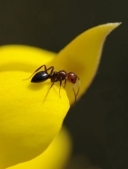 Formica_1_400.jpg