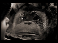 Nome File=bioparco.jpg
Dimensione File=188KB
Dimensioni=800x600
Data aggiunta=Giu 23, 2009 bioparco.jpg