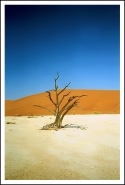 DesertTree.jpg
