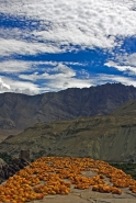 Ladakh2008-92.jpg Ladakh2008-92.jpg