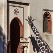 Nome File=Magoma_giraffa_d_arabia2MM.jpg
Dimensione File=555KB
Dimensioni=1200x1199
Data aggiunta=Feb 26, 2022 Magoma_giraffa_d_arabia2MM.jpg
