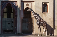 Nome File=Magoma_giraffa_d_arabiaMM.jpg
Dimensione File=459KB
Dimensioni=1200x799
Data aggiunta=Feb 26, 2022 Magoma_giraffa_d_arabiaMM.jpg