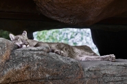 Nome File=il_pisolino_del_puma_MM.jpg
Dimensione File=487KB
Dimensioni=1192x792
Data aggiunta=Lug 10, 2022 il_pisolino_del_puma_MM.jpg