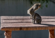 Nome File=macachi_a_luci_rosse_MM.jpg
Dimensione File=553KB
Dimensioni=1156x800
Data aggiunta=Feb 22, 2022 macachi_a_luci_rosse_MM.jpg